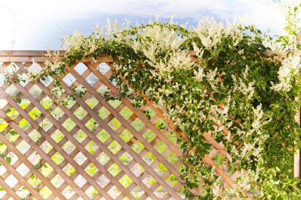 Lattice Repair in Leesburg